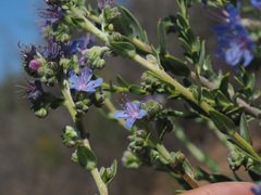 Lobostemon echioides