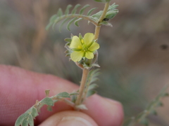 Tribulus pentandrus