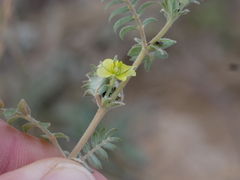 Tribulus pentandrus