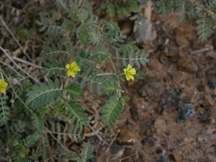 Tribulus pentandrus