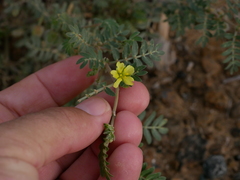 Tribulus pentandrus