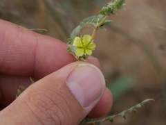 Tribulus pentandrus