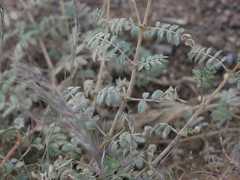Tribulus pentandrus