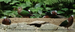 Chalcophaps indica