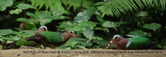 Chalcophaps indica