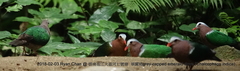 Chalcophaps indica