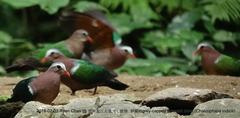 Chalcophaps indica