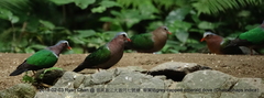 Chalcophaps indica