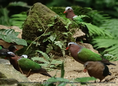 Chalcophaps indica