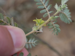Tribulus pentandrus
