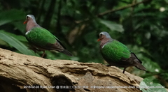 Chalcophaps indica