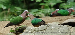 Chalcophaps indica