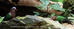 Chalcophaps indica
