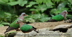 Chalcophaps indica