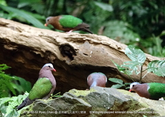 Chalcophaps indica