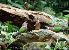 Chalcophaps indica
