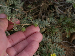 Tribulus pentandrus
