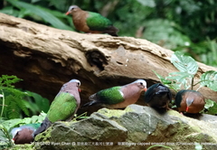 Chalcophaps indica
