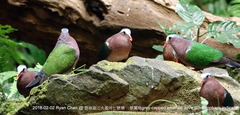 Chalcophaps indica