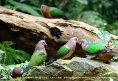 Chalcophaps indica