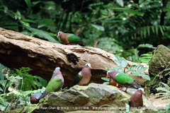 Chalcophaps indica