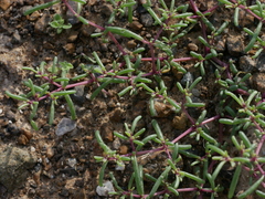 Zygophyllum