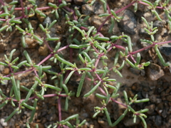 Zygophyllum