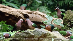 Chalcophaps indica