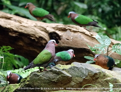 Chalcophaps indica