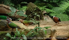 Chalcophaps indica