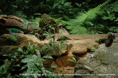 Chalcophaps indica