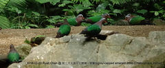 Chalcophaps indica