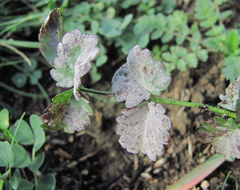 Podosphaera ferruginea