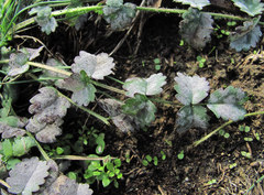 Podosphaera ferruginea