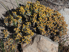 Helichrysum cylindriflorum