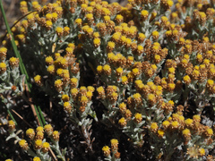Helichrysum cylindriflorum