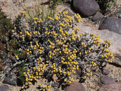 Helichrysum cylindriflorum