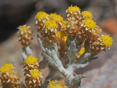 Helichrysum cylindriflorum