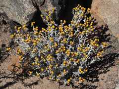 Helichrysum cylindriflorum