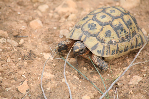 Moorish Tortoise