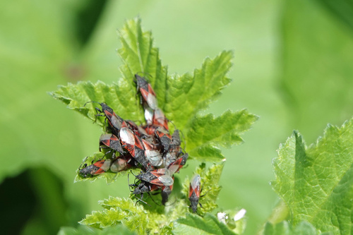 Photo of Lime seed bug (Oxycarenus lavaterae)