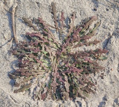 Launaea asplenifolia