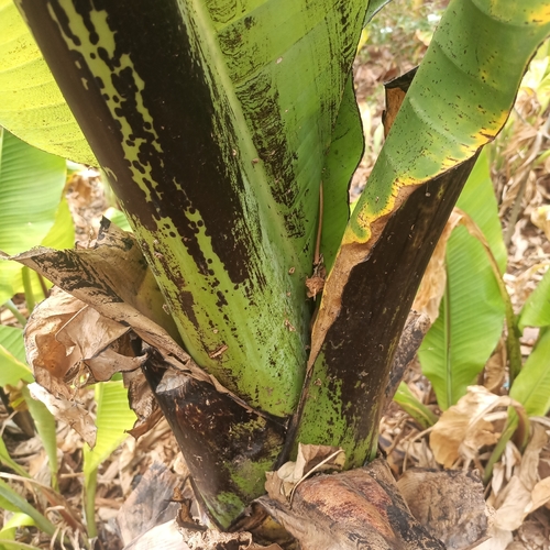 Abyssinian banana