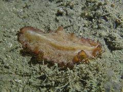 Pseudobiceros fulgor