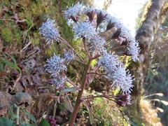 Petasites formosanus