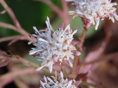 Petasites formosanus