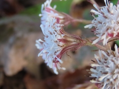 Petasites formosanus