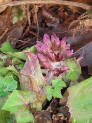 Petasites formosanus