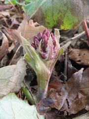 Petasites formosanus