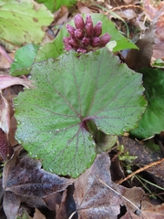 Petasites formosanus